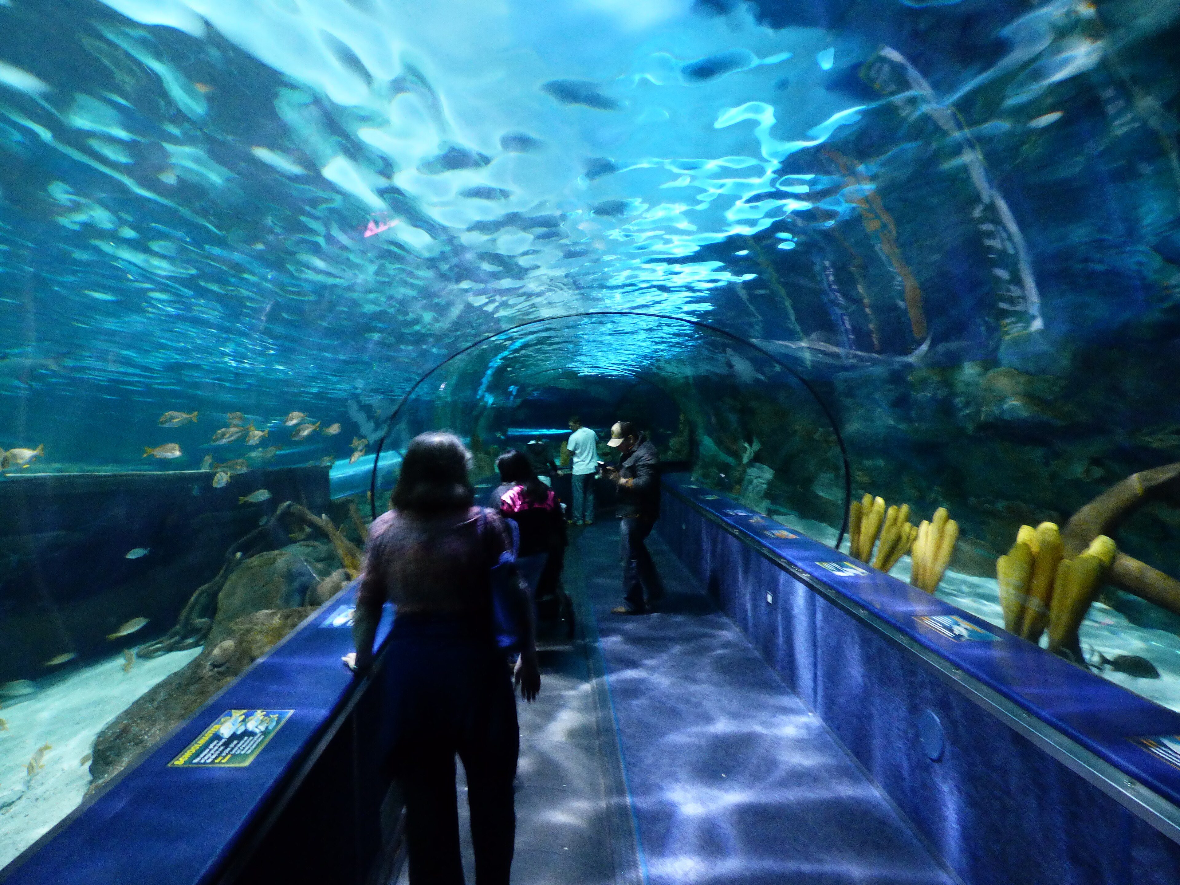 Glass tunnel with fish overhead inside Ripley's Aquarium in Myrtle Beach
